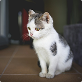 cute cat image