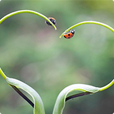 ladybug image