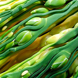 grass maybe image