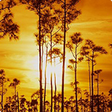 scenery image